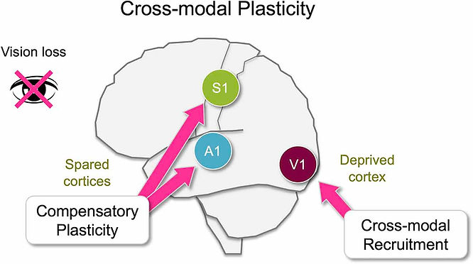 The mechanism of cross-modal plasticity